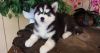 respectable respectful siberian husky puppies for Re-homing