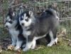 SIBERIAN HUSKY PUPPIES READY TO GO TO THEIR FOREVER HOMES