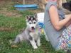 Siberian husky puppies ready for new home