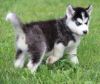 Gorgeous male and female huskys PUPPY