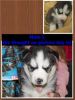 AKC Siberian Husky pups
