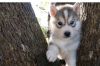 Lovely Adorable Siberian Husky Puppies For Rehoming