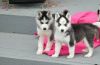 Super Adorable Siberian Husky Puppies