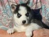 Kc Registered Siberian Husky Puppies