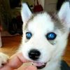Text and Get Your Blue Eyes Siberian Husky Puppies(xxx) xxx-xxx4