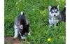 Male Siberian Husky Puppy Available for sale
