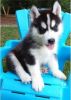 Awesome AKC Registered 12 weeks old Siberian Husky Puppies