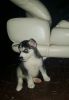 AKC Siberian Husky Puppies Available