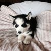 Beautiful Husky Puppy available