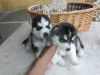 Intelligent Active Siberian Husky Puppies