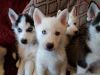 Potty Trained Siberian Husky puppies for adoption.