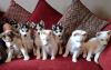 Young Siberian Husky puppies for adoption.