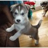 LOVELY Siberian Husky puppies available