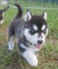 Wonderful Siberian Husky puppies looking for a good family.