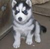Wonderful Siberian Husky puppies needs a new home.