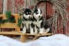 Siberian Husky Puppies Ready