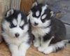 Absolutely Beautiful Siberian Husky puppies ready to go.