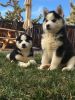 AKC Husky Puppies(xxxxxxxxxx)