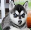 Adorable Blue Eyes Siberian Husky For sale text- (xxx) xxx-xxx8