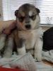 Baby Siberian Husky Puppies for sale
