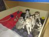Adorable husky puppies looking for a new home