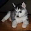 Siberian Husky Puppies ready for new lovely homes.