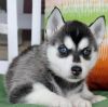 Charming Blue Eyes Siberian Husky Pups Available- (xxx) xxx-xxx8