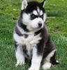 Cute Siberian Husky Puppies looking for a good family