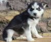 Nice and lovely siberian husky puppies for re-homing
