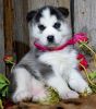 Male and Female AKC Registered Siberian Husky Puppies