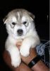 Amazing male and female Siberian husky puppies