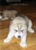Home raised siberian husky puppies for adoption