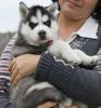 Akc Siberian Husky Puppies Now For Good Homes