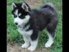 Healthy male and female siberian husky puppies