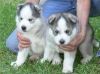 ww Lovely male and female Siberian husky puppies