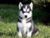 Awesome AKC Registered 12 weeks old Siberian Husky Puppies