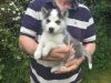 for sale 2 husky puppies kc reg ready to go now kc papers 1first vacci