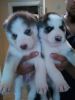 Good Lookig Siberian Husky Puppies For Adoption