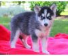 Cute~~ Husky pup pup waiting for his forever home