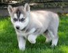 Siberian Husky puppies looking for a new home