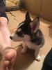 Beautiful 9 Week Old Husky Girl (bi Eyed)
