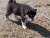 Siberian Husky Puppies (xxx) xxx-xxx4
