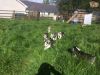 8 Lovely Husky Puppies For Sale