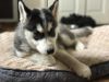 CUTE SIBERIAN HUSKY PUPPY AVAILABLE FOR NEW HOMES: