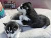 Pedigree Siberian Husky Puppies Ready For A Forever Home