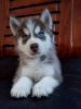 Young Siberian Husky Puppy