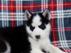 Gorgeous Blue Eyes Siberian husky puppies for sale- (xxx) xxx-xxx8