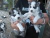 3 Black And White Husky Puppies