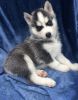 stunning litter of black and white Siberian Husky puppies for sale