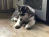 CUTE SIBERIAN HUSKY PUPPY AVAILABLE FOR NEW HOMES